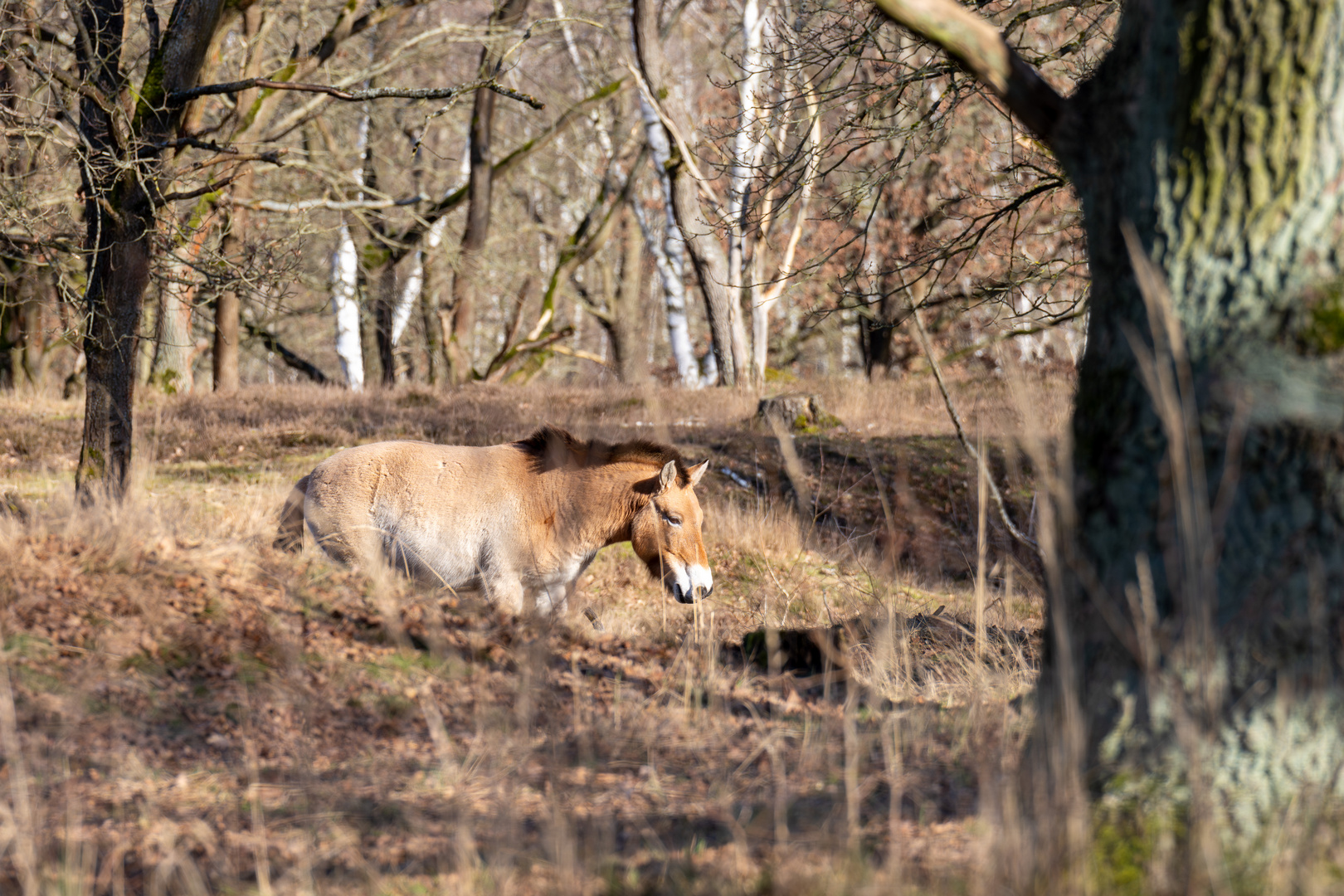 Döberitzer Heide