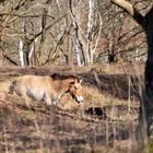 Döberitzer Heide