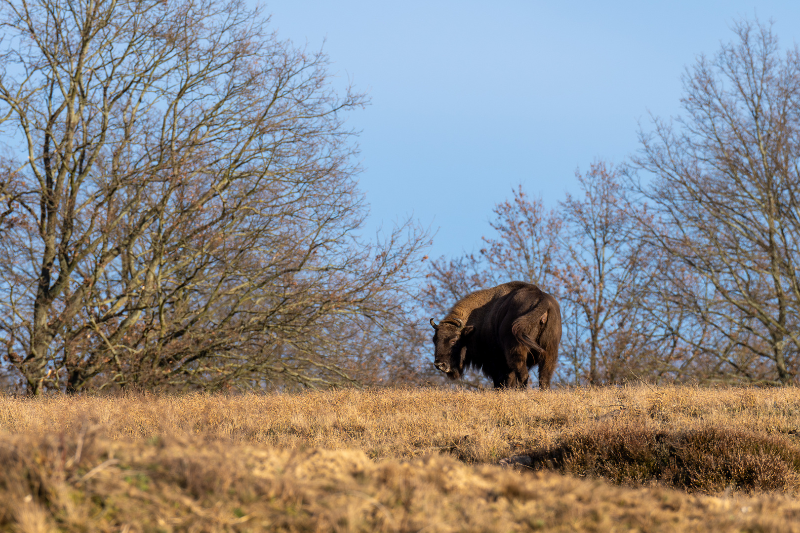 Döberitzer Heide