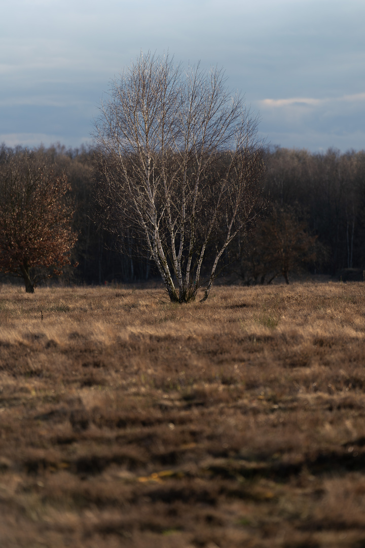 Döberitzer Heide