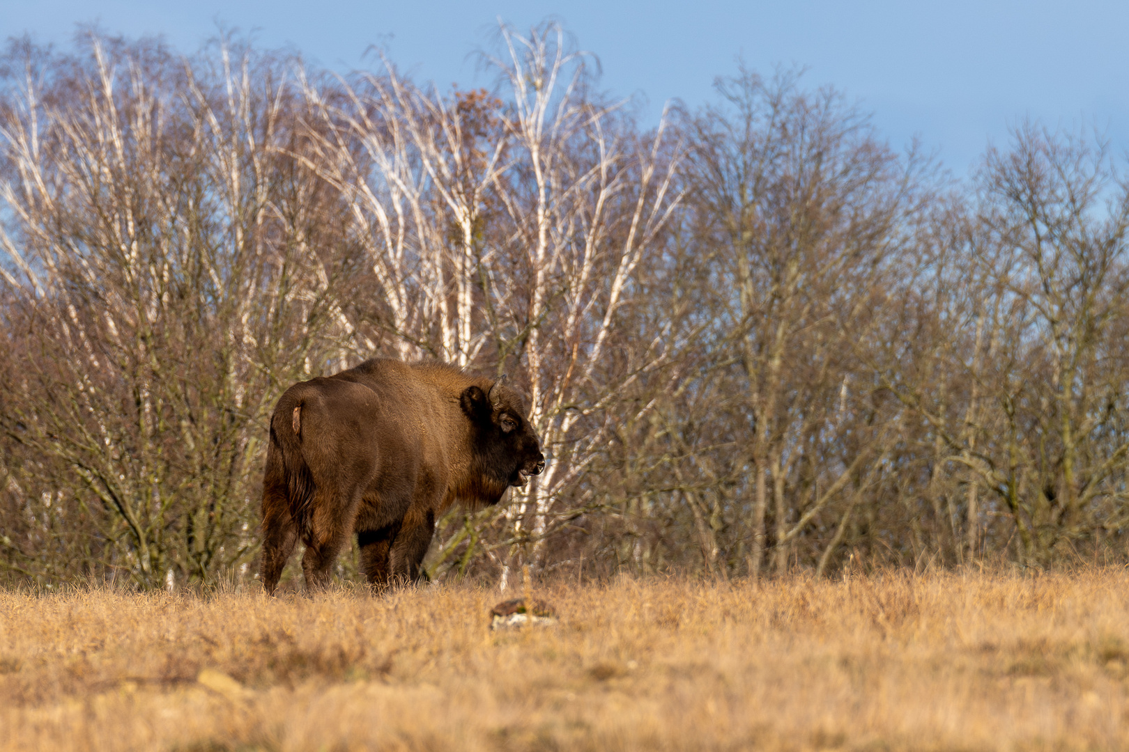 Döberitzer Heide