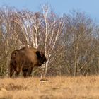 Döberitzer Heide