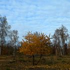 Döberitzer  Heide im Herbst