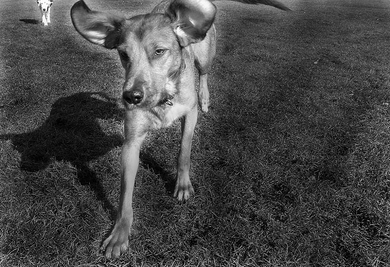 Dönertellers Schlittenhund " Ramses ", ein ägyptionolischer Wüstenhund