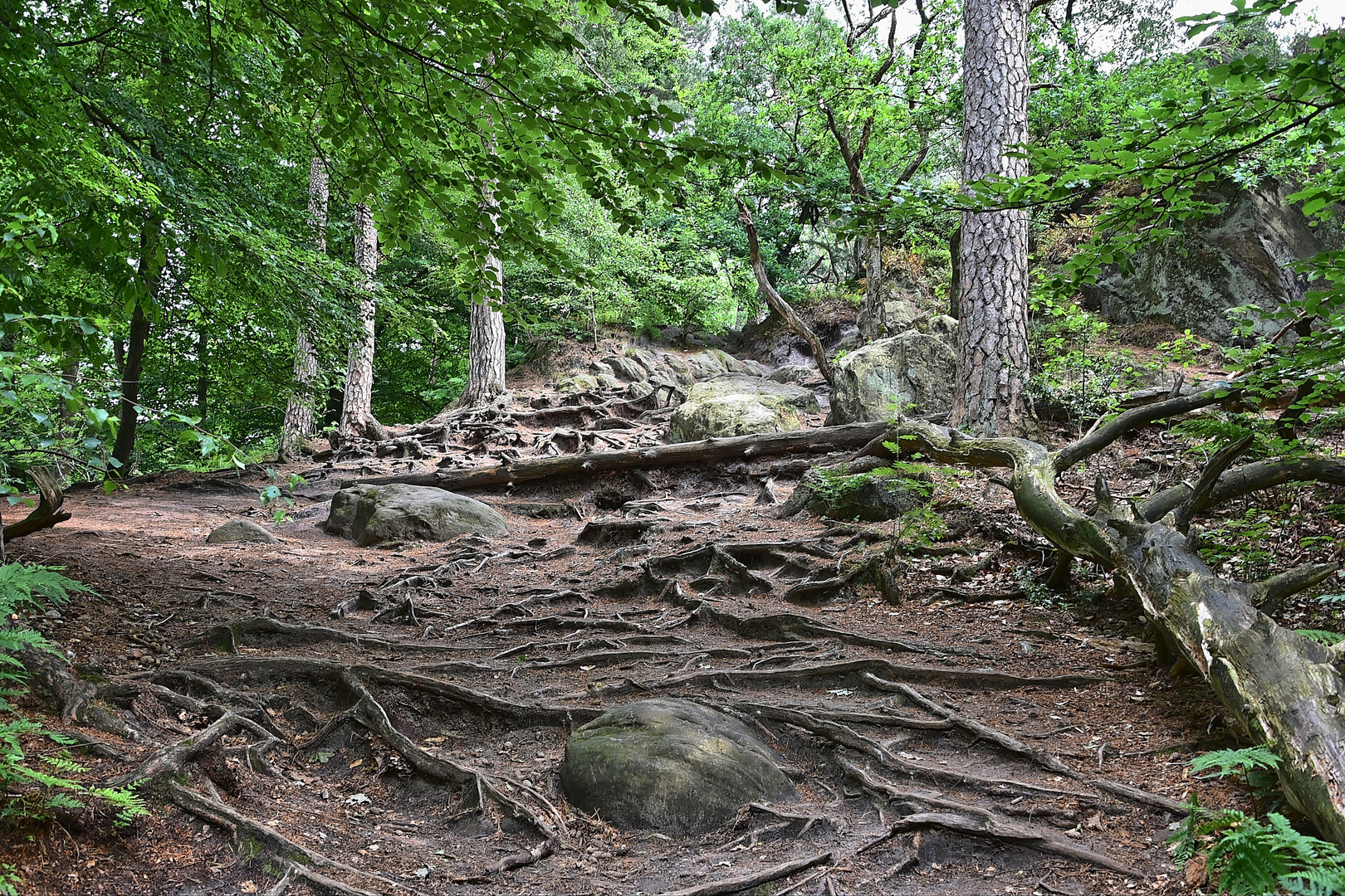 Dörenther Klippen / Ibbenbüren