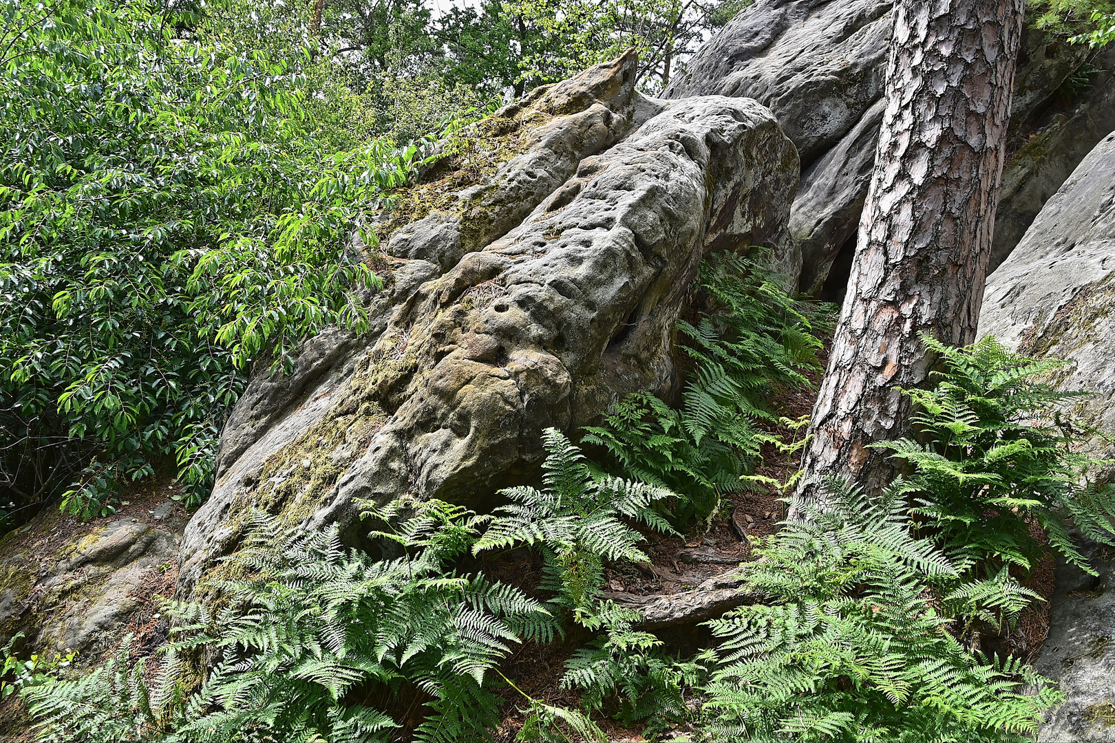 Dörenther Klippen / Ibbenbüren