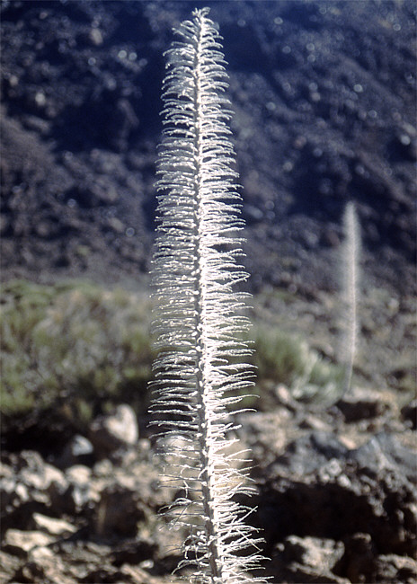Dörrkraut in Las Canadas del Teide