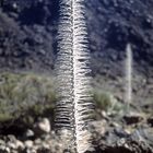 Dörrkraut in Las Canadas del Teide