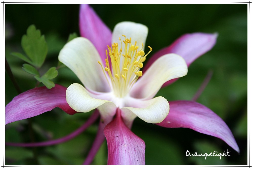 Does anyone know the name of this flower?