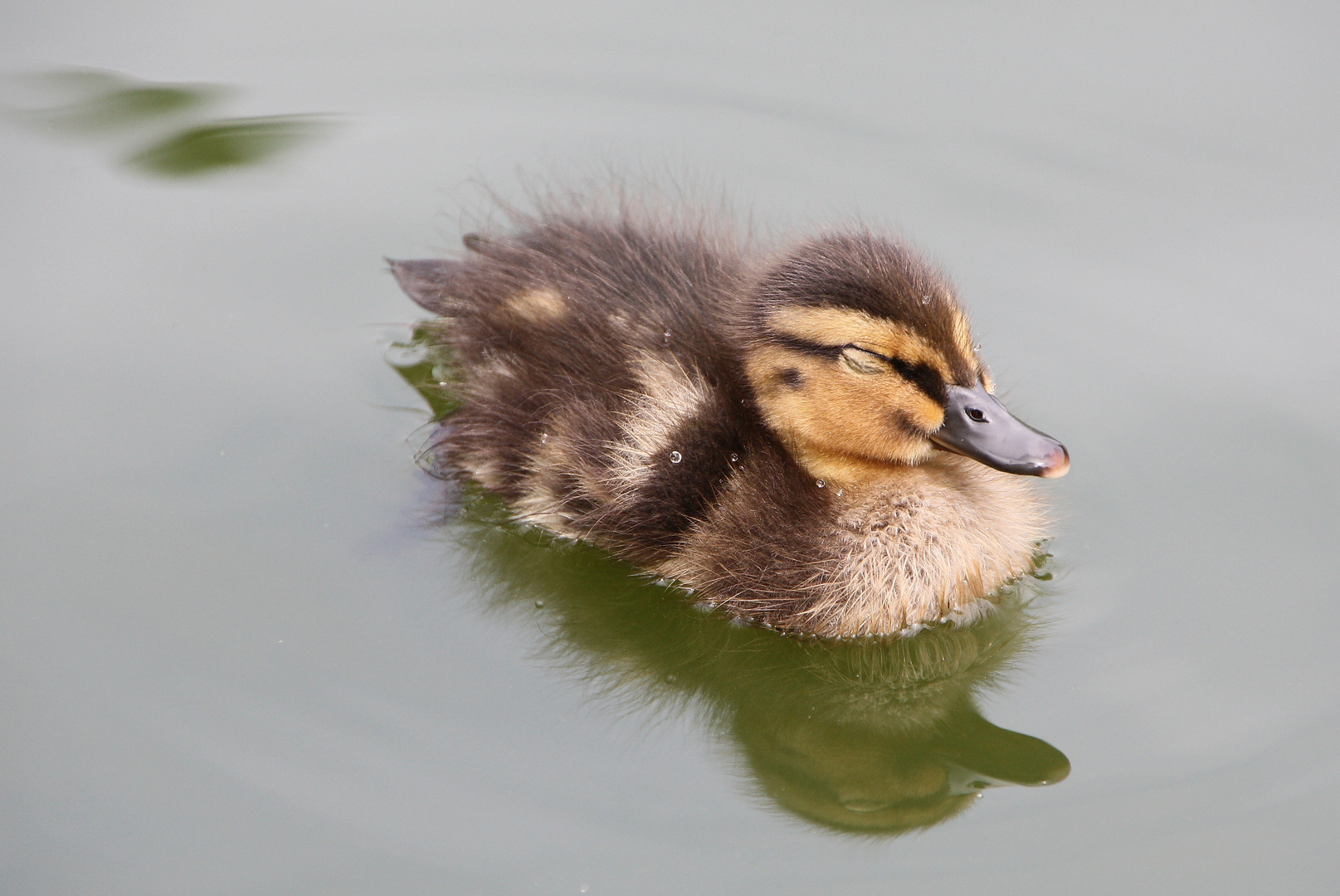 Dösen auf dem Wasser!