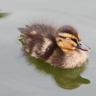 Dösen auf dem Wasser!