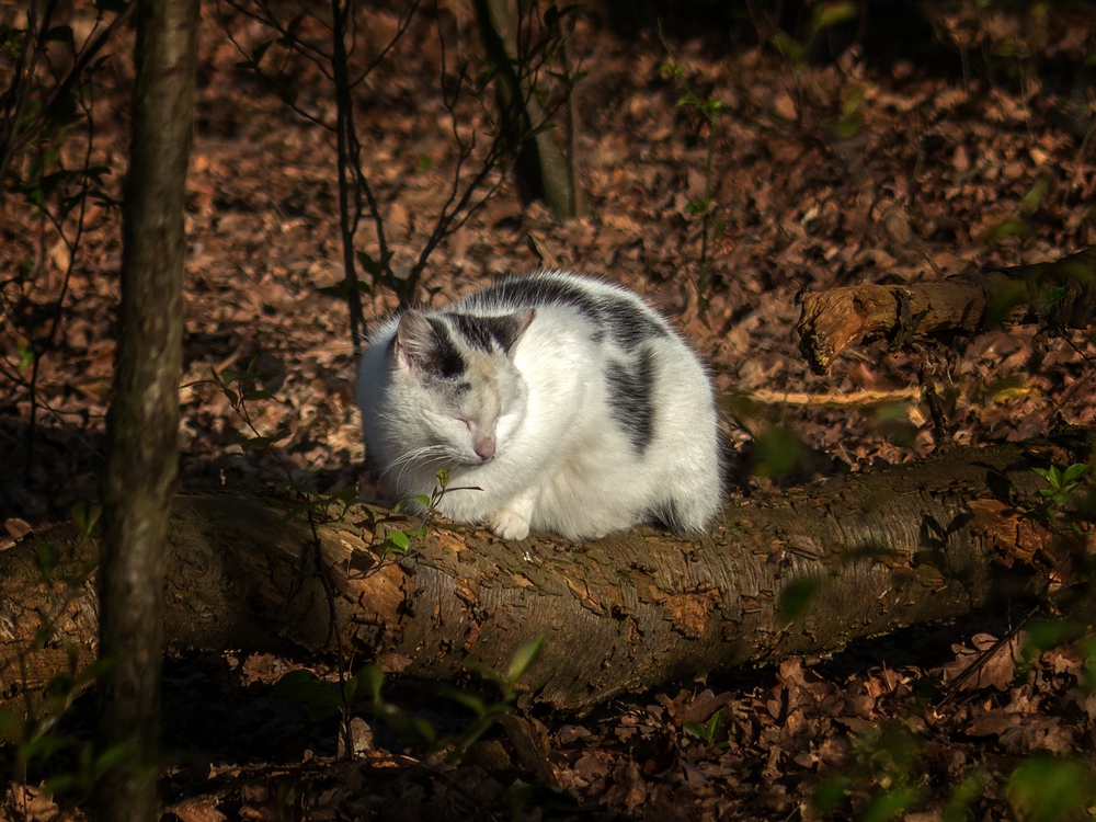 Dösen im ersten Sonnenlicht des Tages