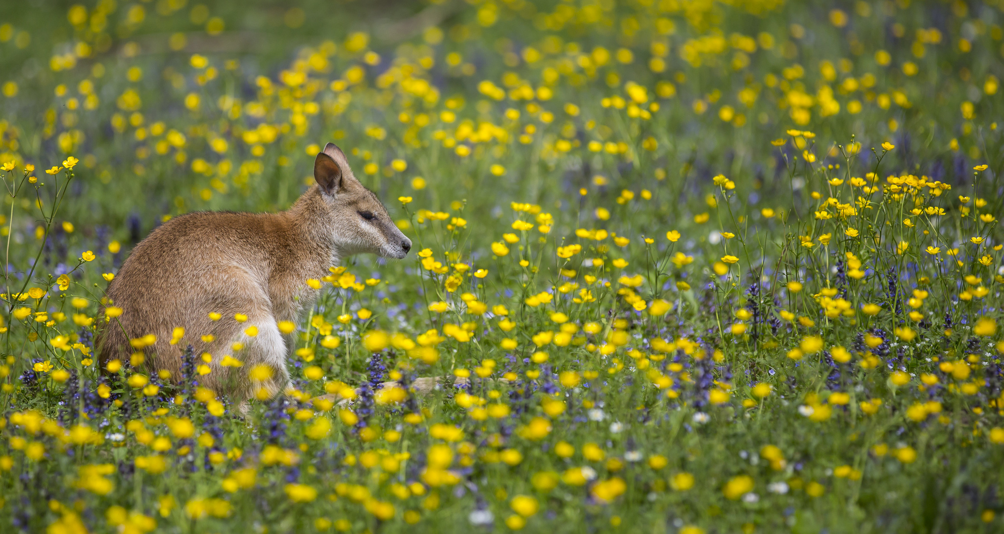 Dösen in der Blumenwiese