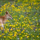 Dösen in der Blumenwiese