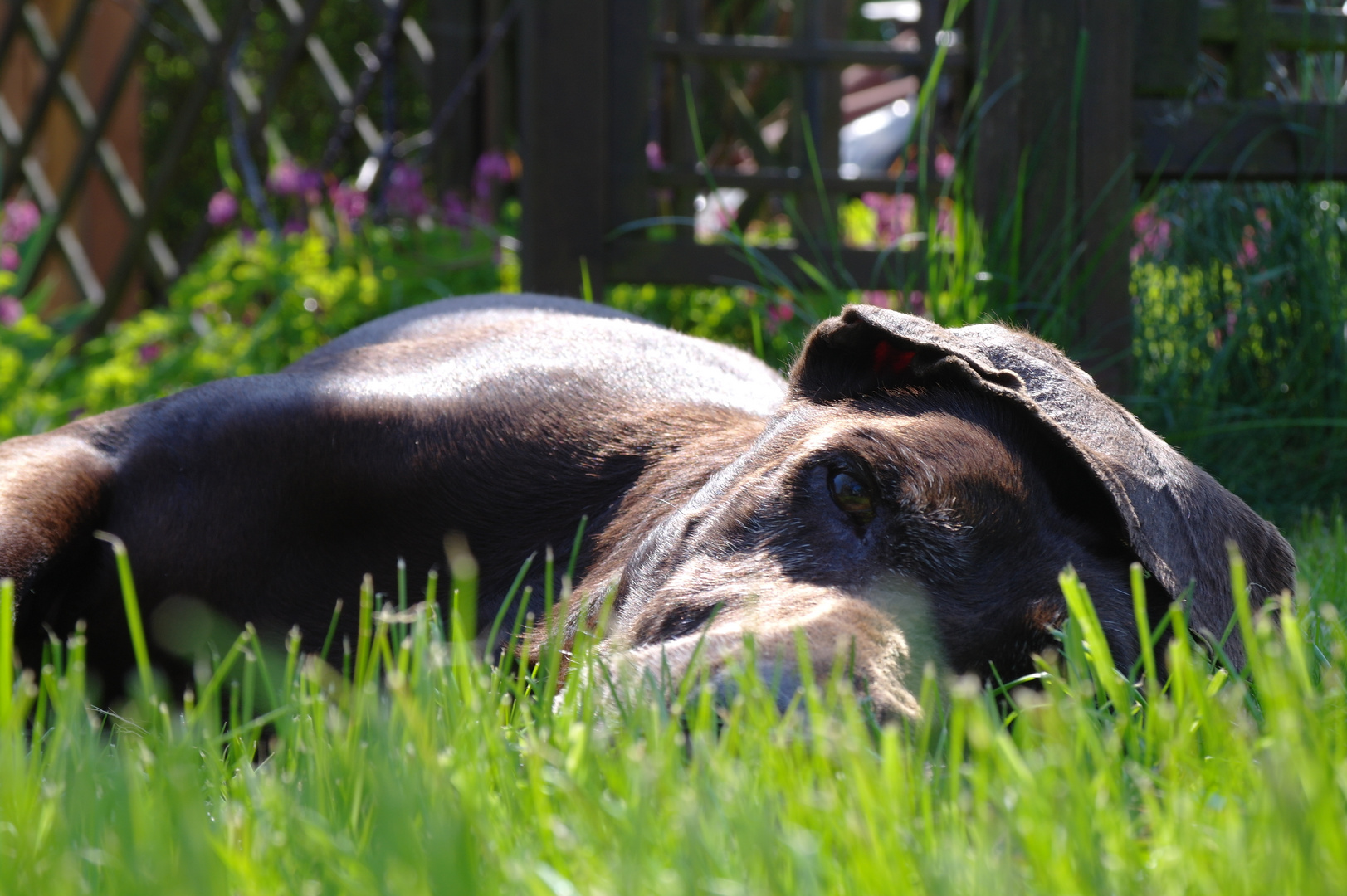 Dösen in der Sonne