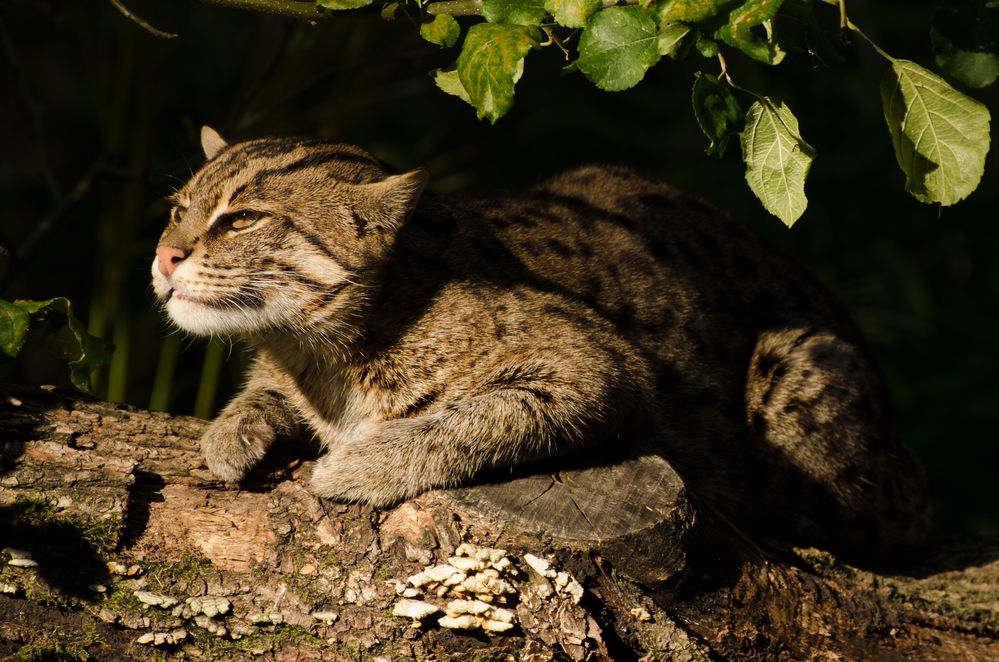 Dösen zwischen Licht und Schatten