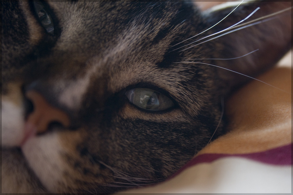 Dösende Katze mit nervigem Fotograf