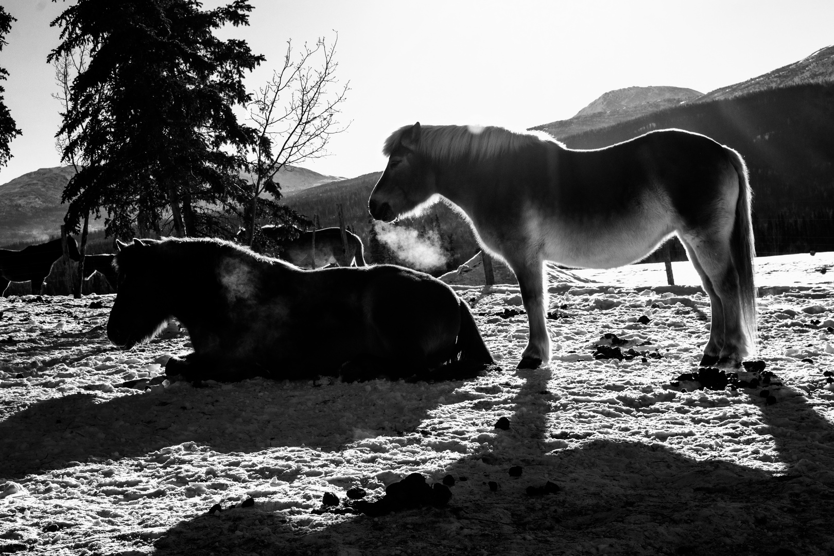 Dösende Ponys bei -30Grad (Yukon) !!!