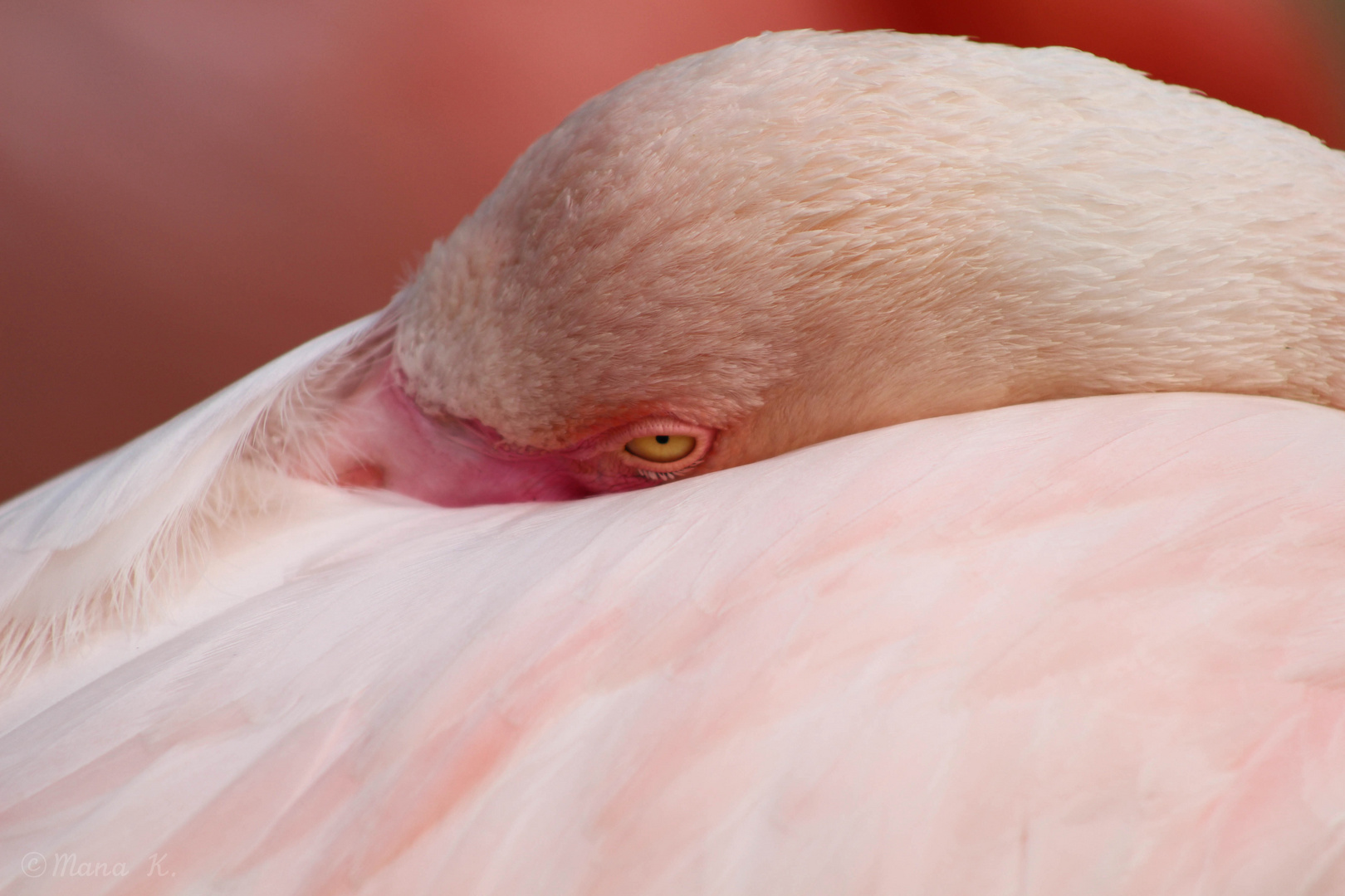 Dösender Flamingo