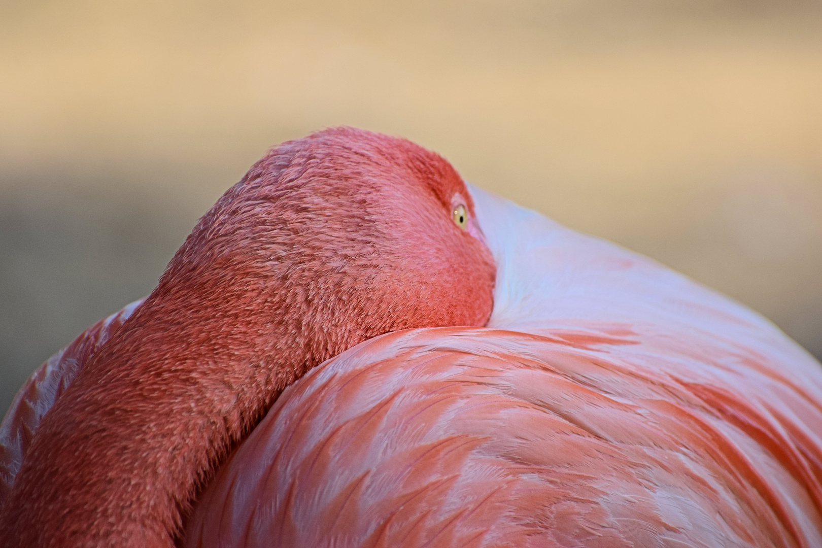 Dösender Flamingo!!