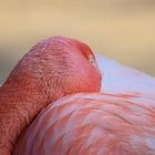 Dösender Flamingo!!