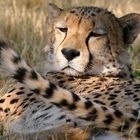 Dösender Gepard