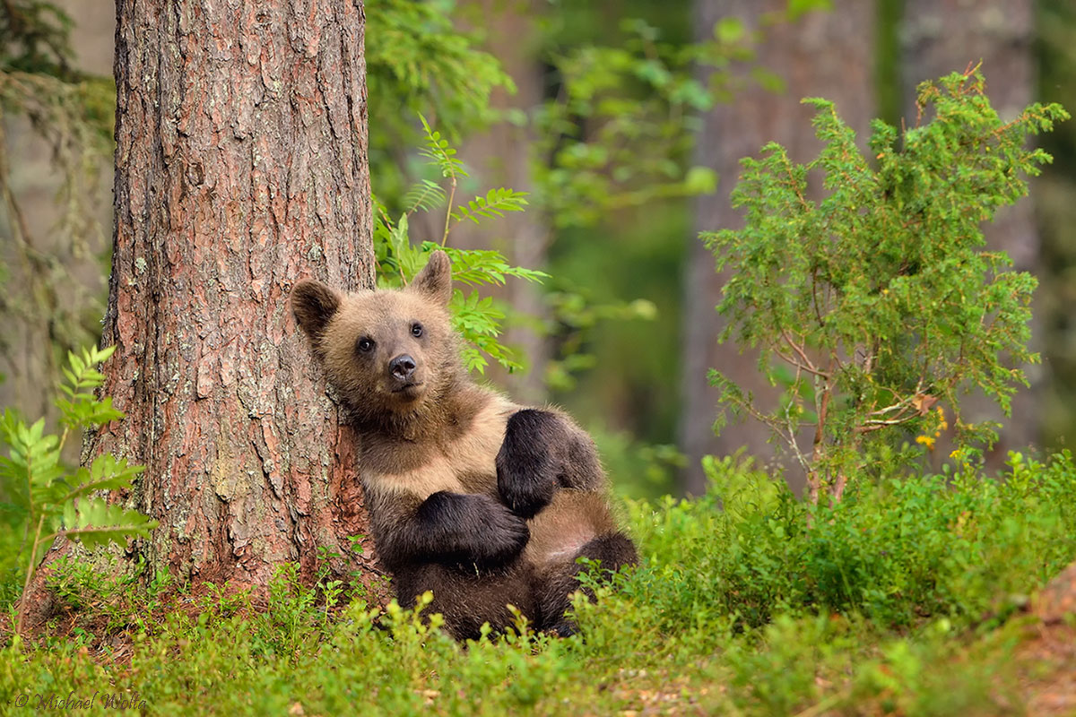 Dösender Jungbär