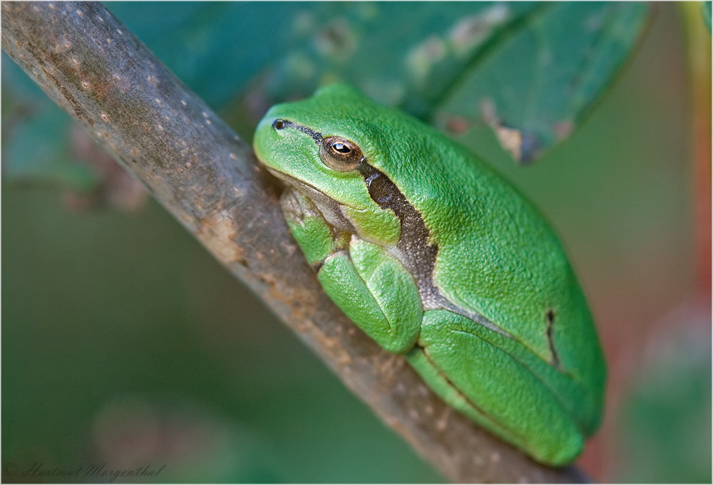 dösender Laubfrosch