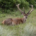 Dösender Rothirsch im Bast