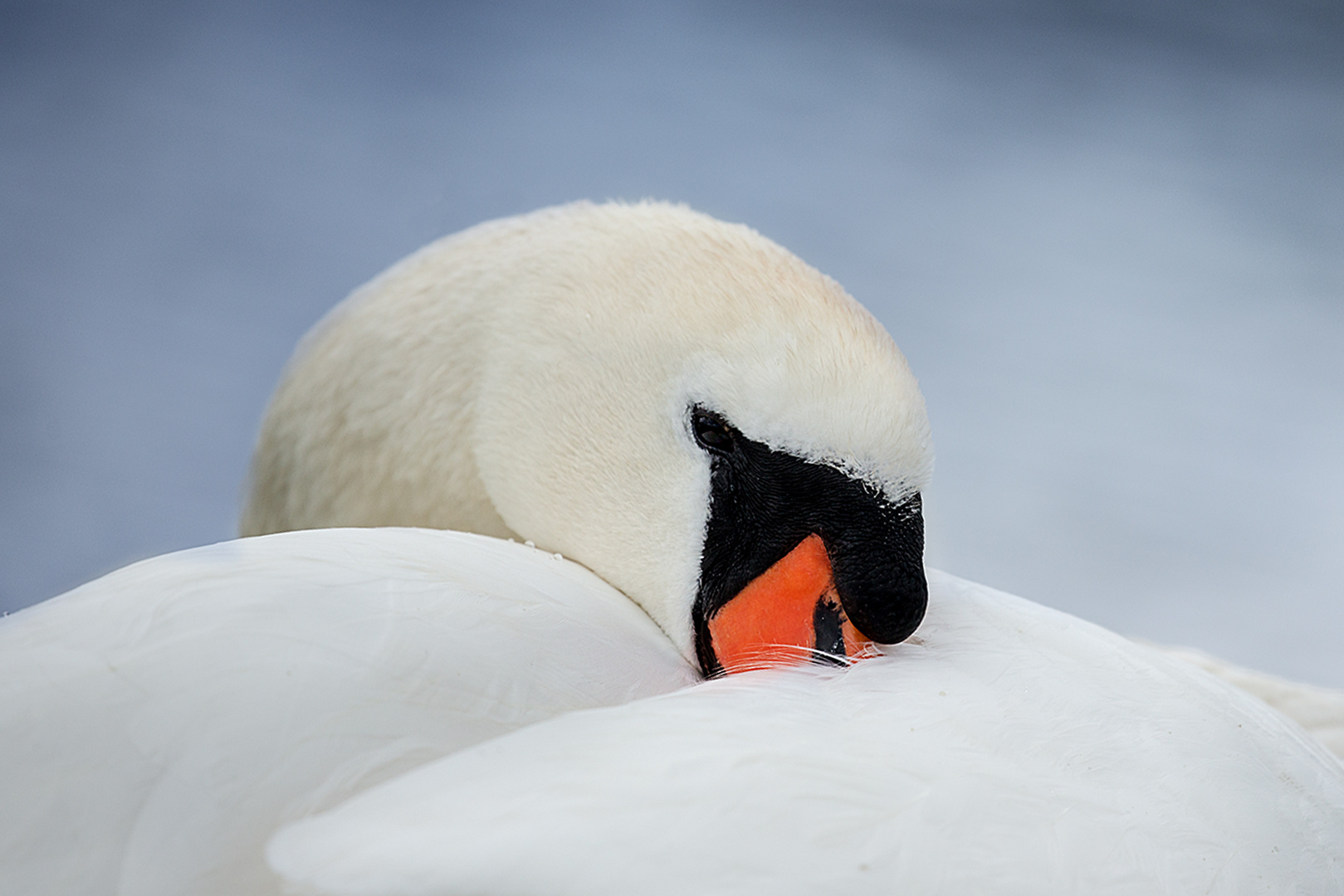 Dösender Schwan