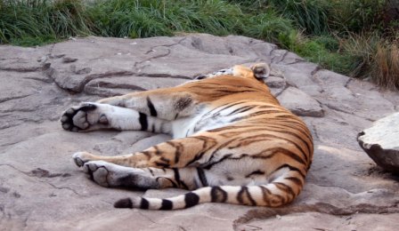 Dösender Tiger