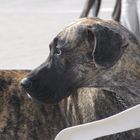Dog 8