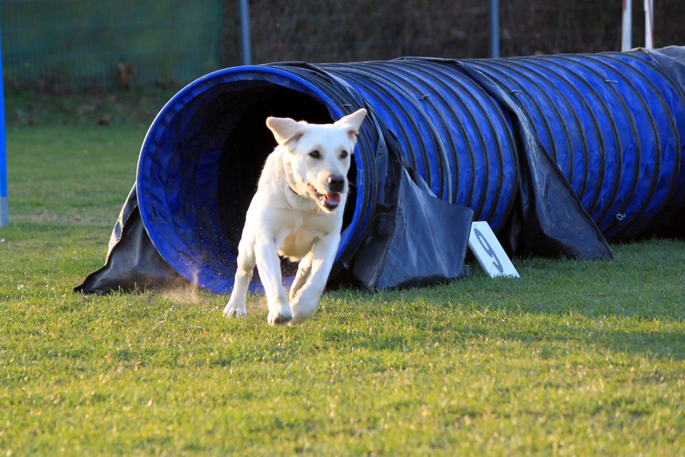 Dog-Agility