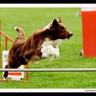 ..."Dog Agility"...