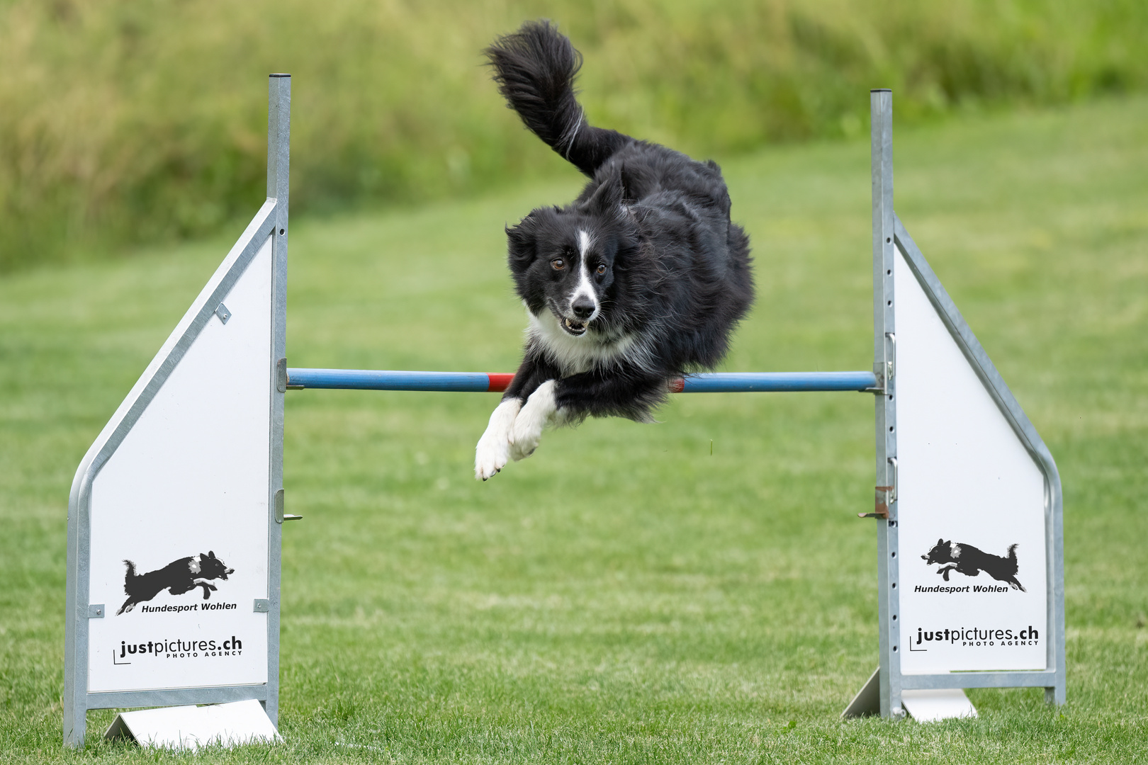 Dog Agility