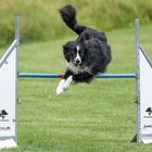 Dog Agility