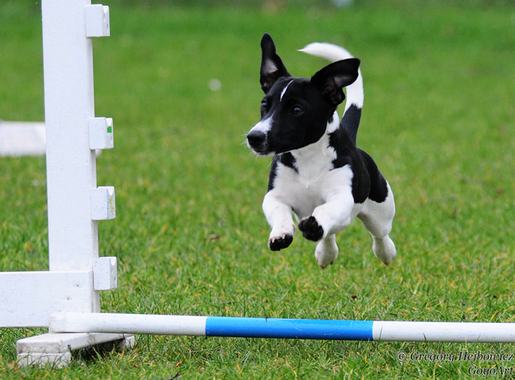 Dog Agility