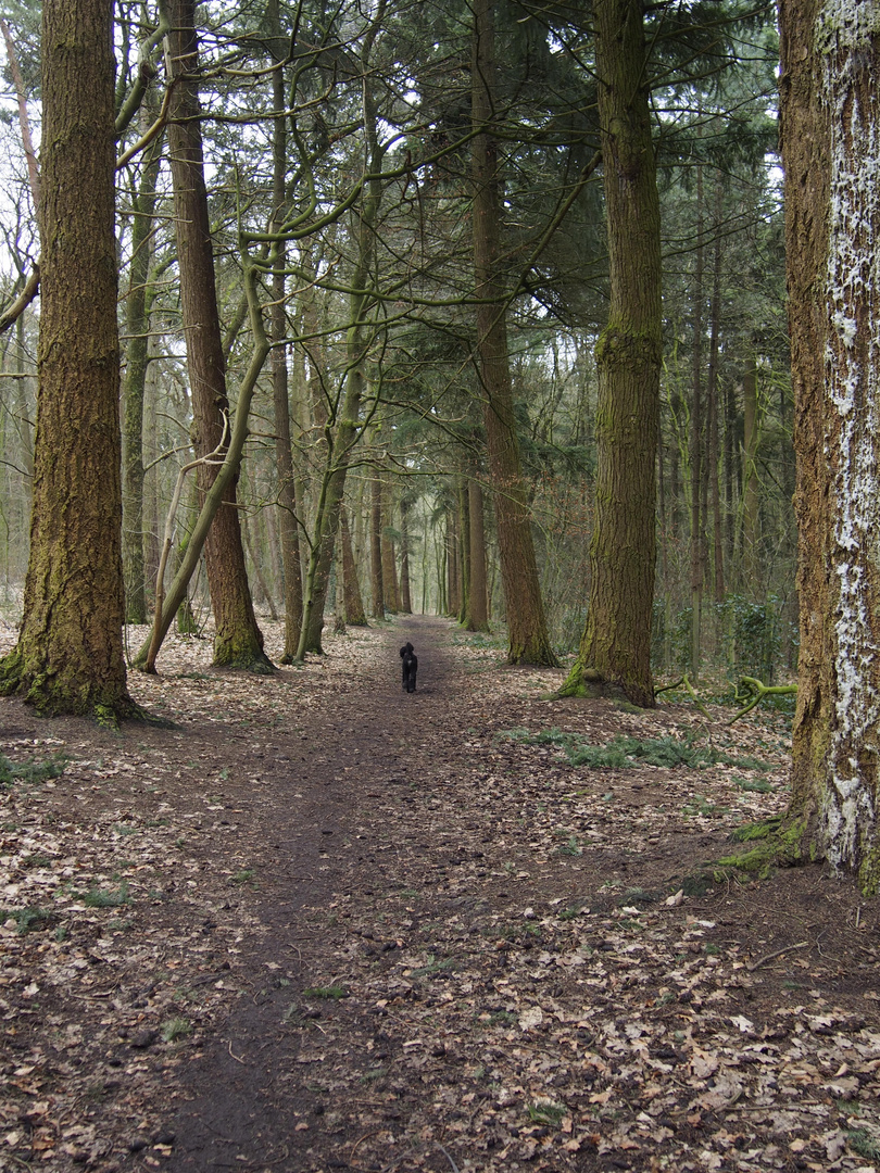 Dog alone in the woods