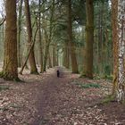 Dog alone in the woods