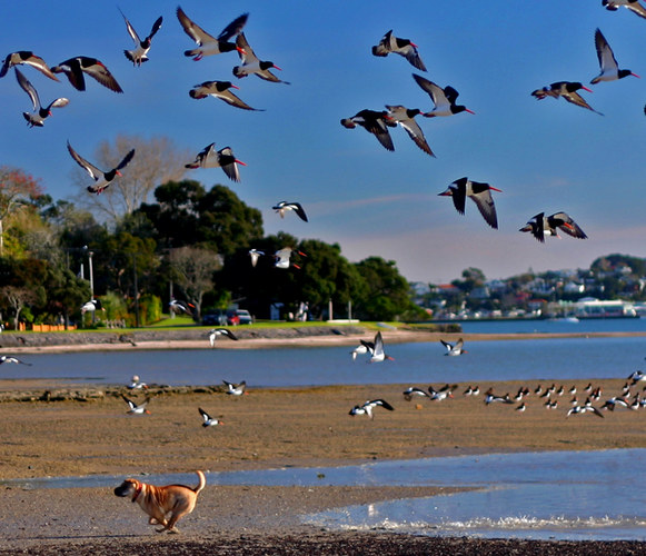 Dog among the Oystercatchers