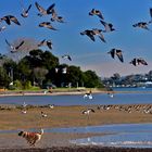 Dog among the Oystercatchers