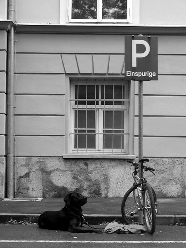 dog and a bike