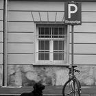 dog and a bike