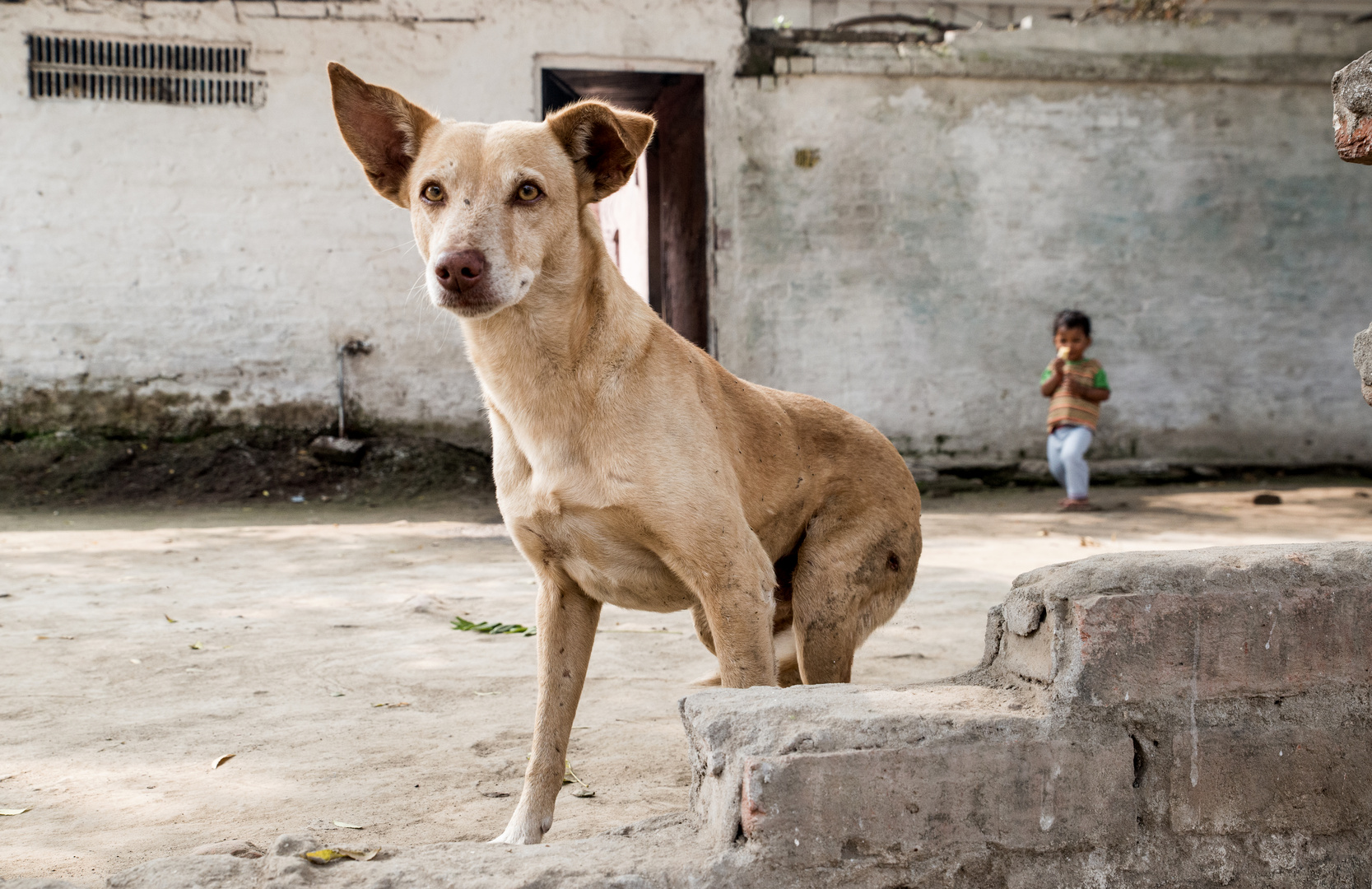 Dog and Child