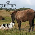 dog and horse