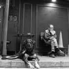 Dog and Master in Hong Kong