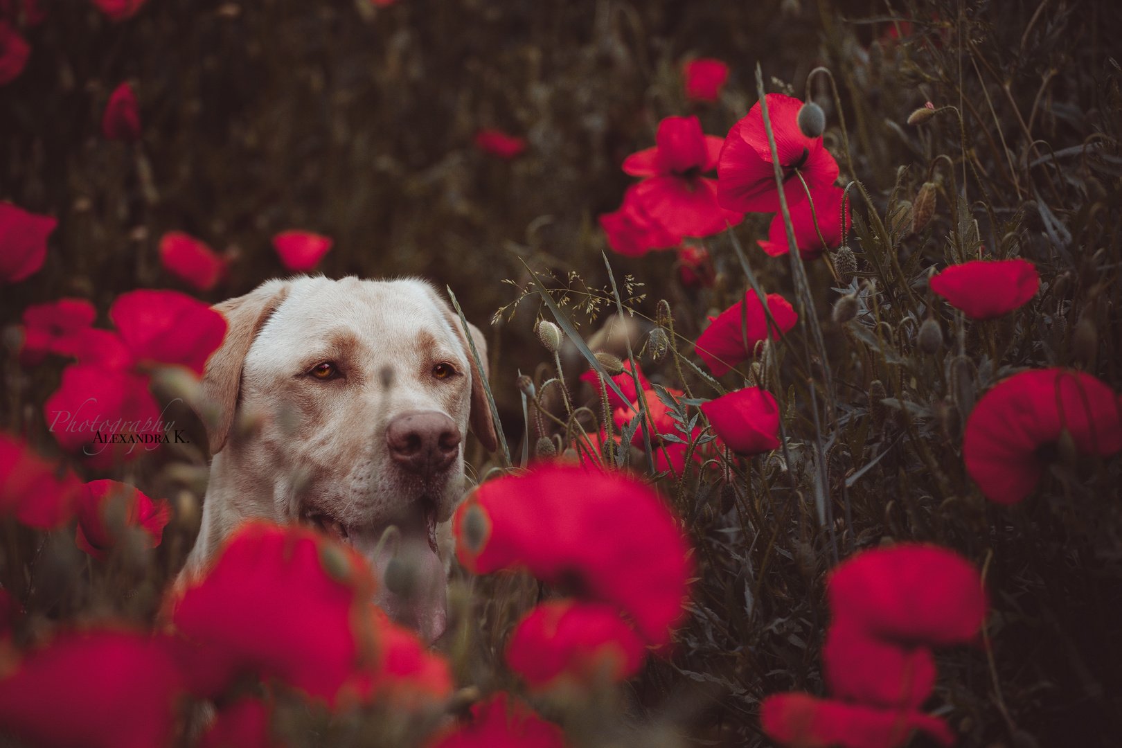 Dog and Poppy