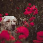 Dog and Poppy