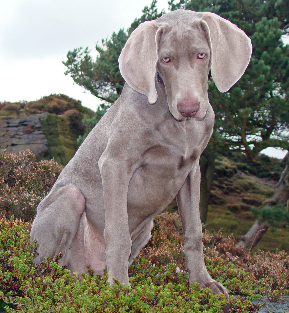 Dog and rock