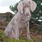 Dog and rock